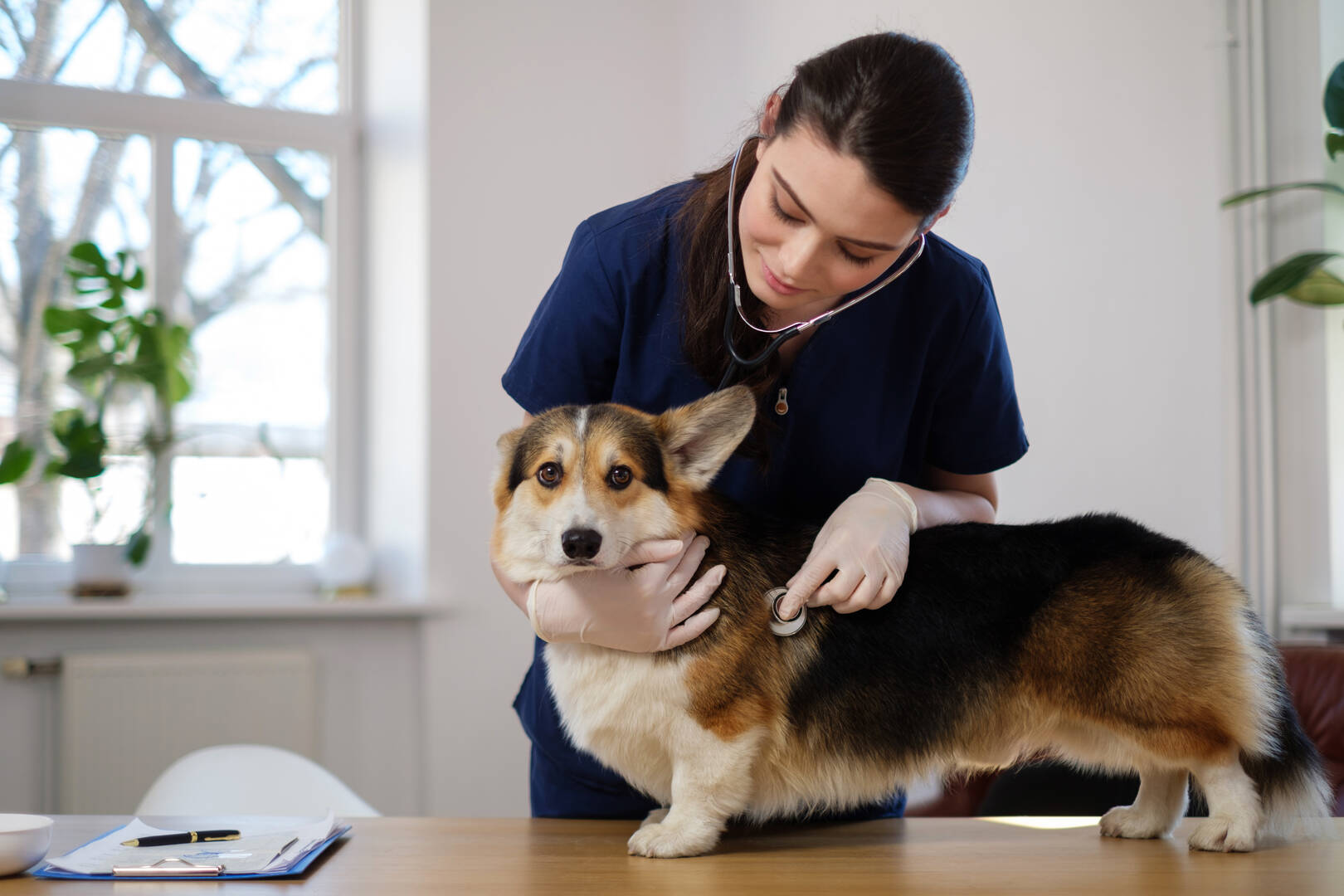 Murrells Inlet Veterinary Hospital logo