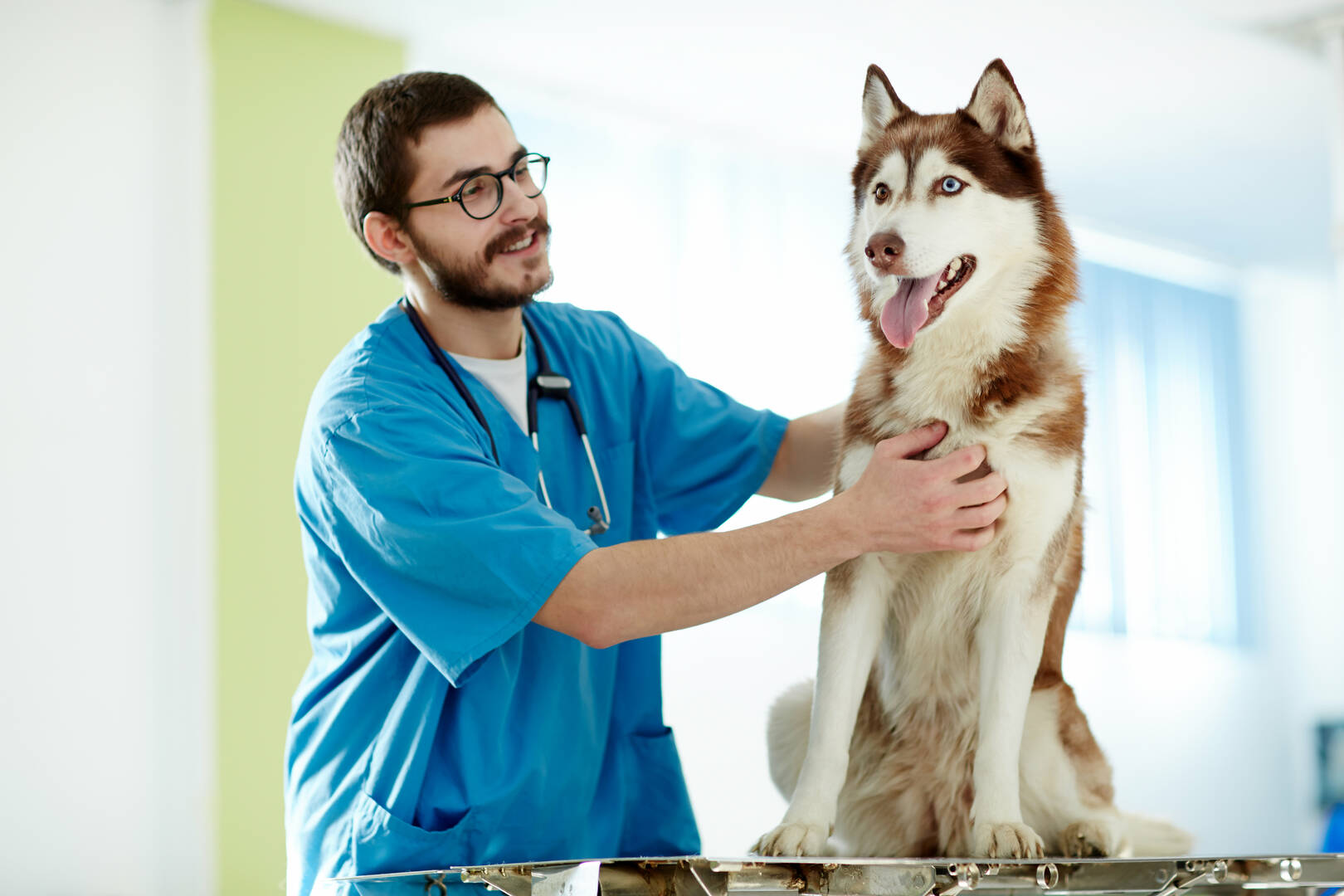 Melton Veterinary Clinic logo
