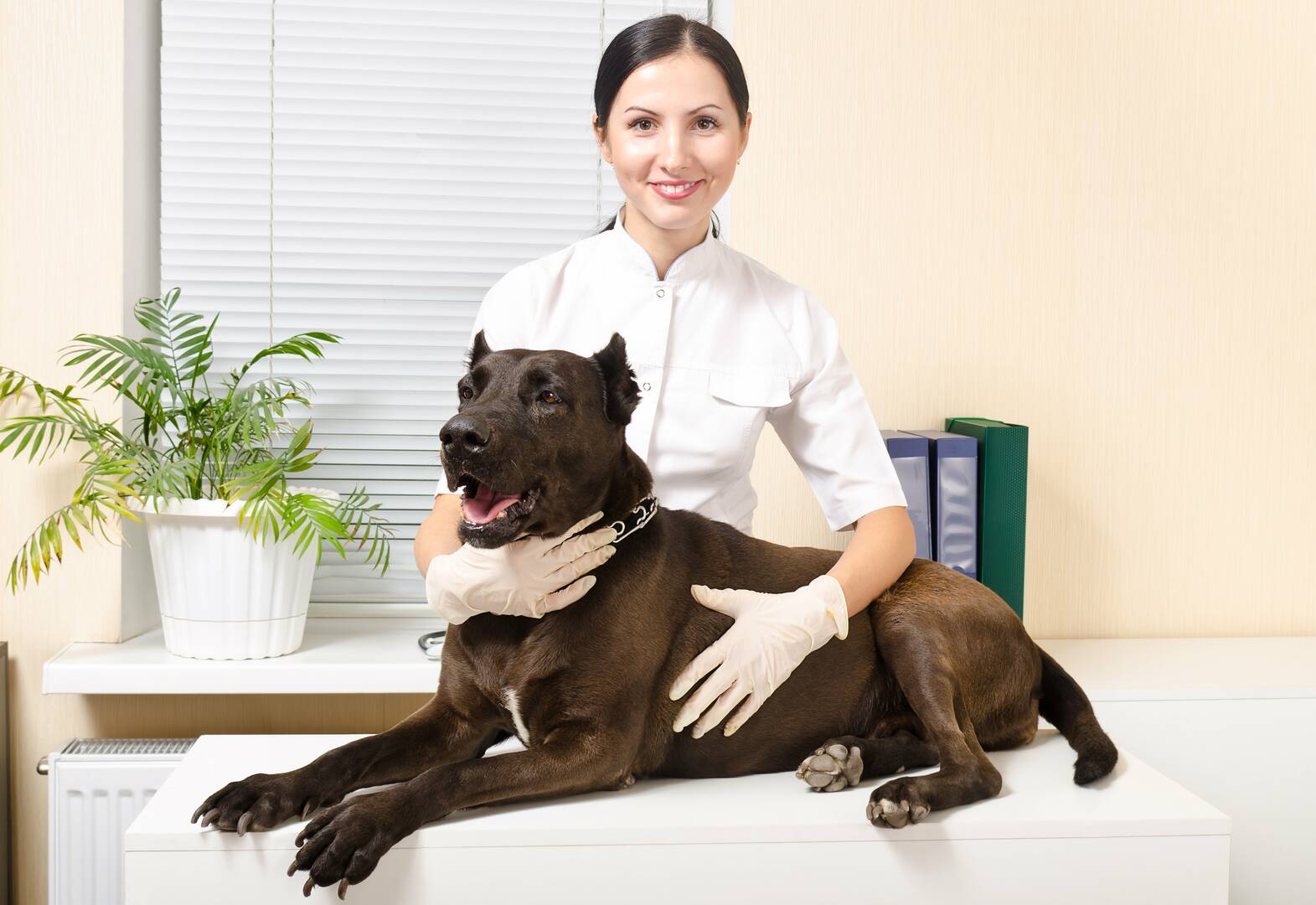 Alta Animal Hospital logo